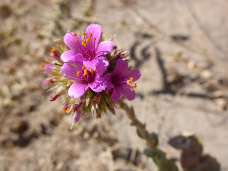 Philippiamra salsoloides photo 5