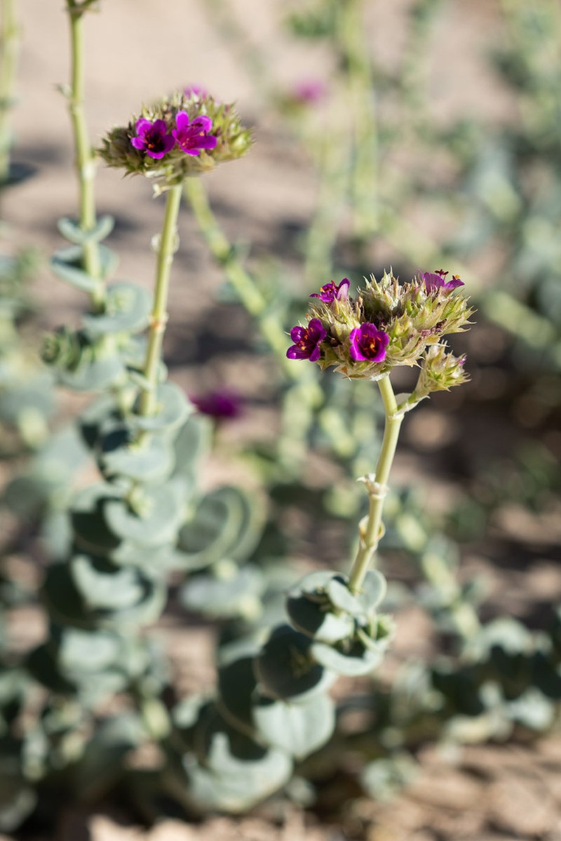 Philippiamra salsoloides photo 6