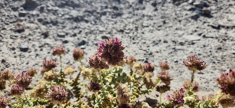 Philippiamra salsoloides photo 8