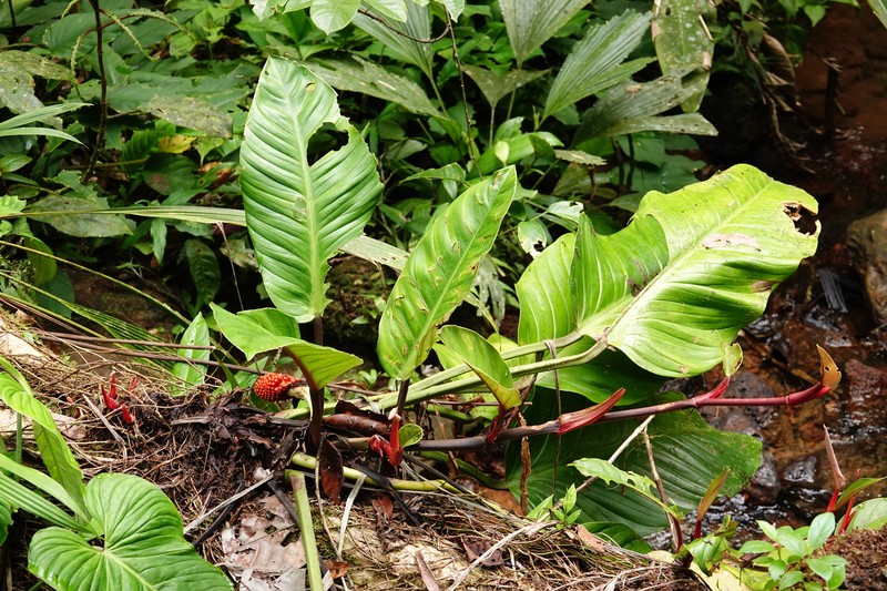 Philodendron × lucasiorum