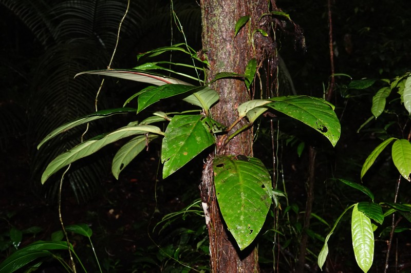 Philodendron × lucasiorum photo 2