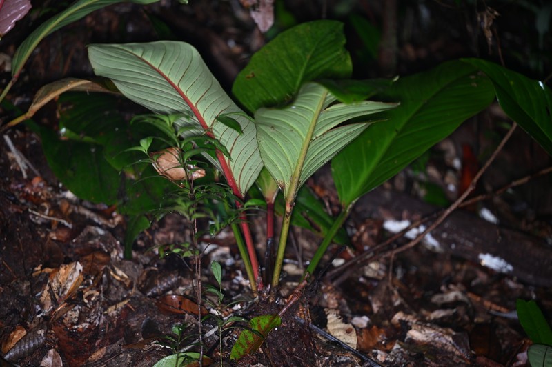 Philodendron × lucasiorum photo 3