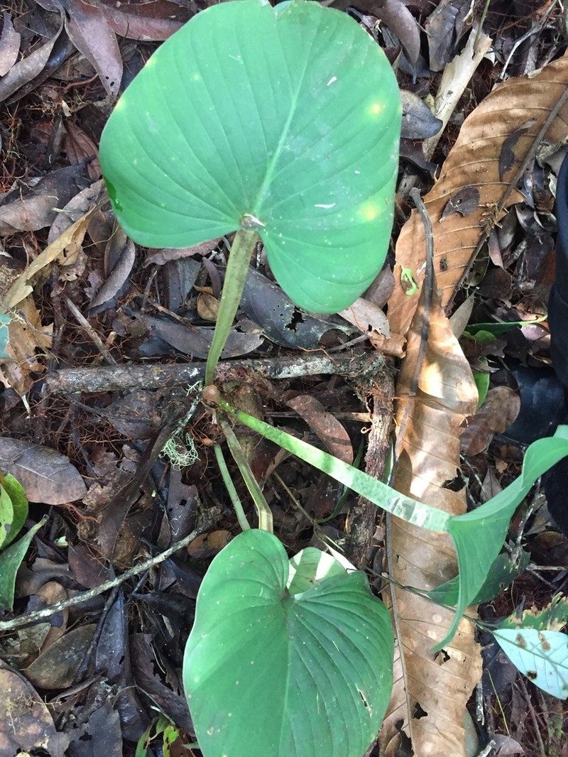 Philodendron alatisulcatum