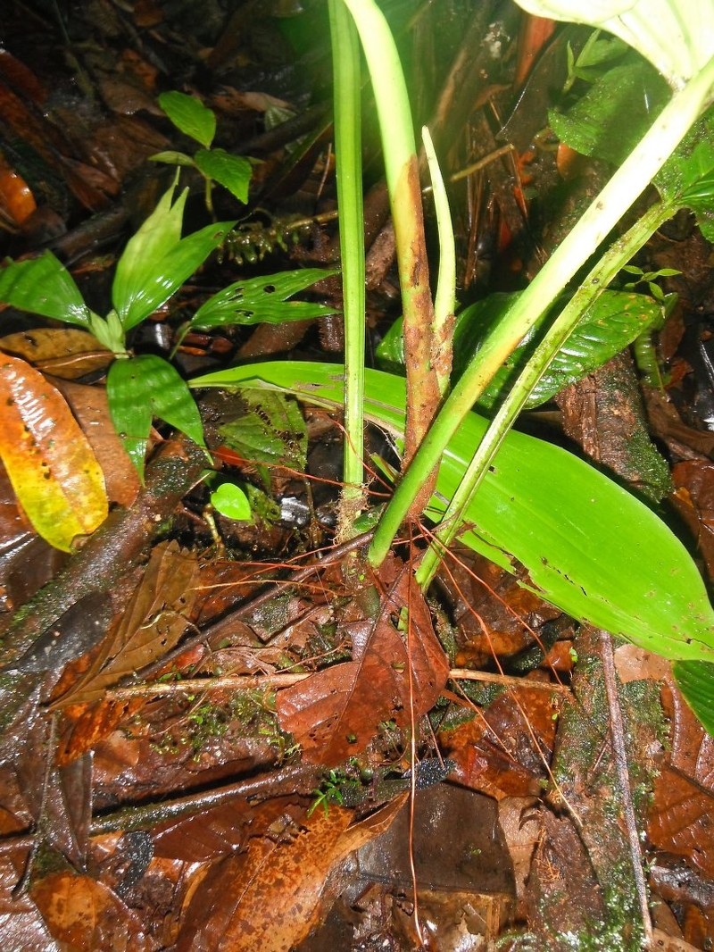 Philodendron alatisulcatum photo 2
