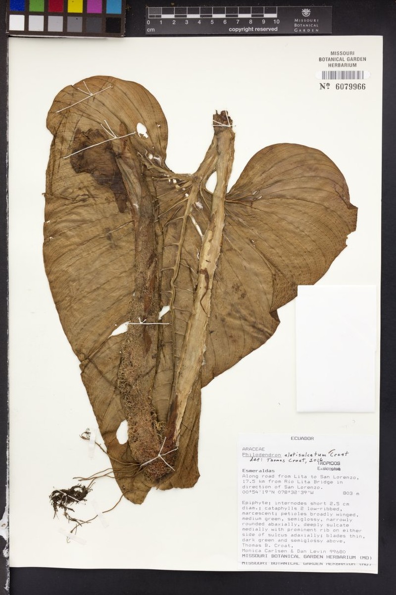 Philodendron alatisulcatum photo 3