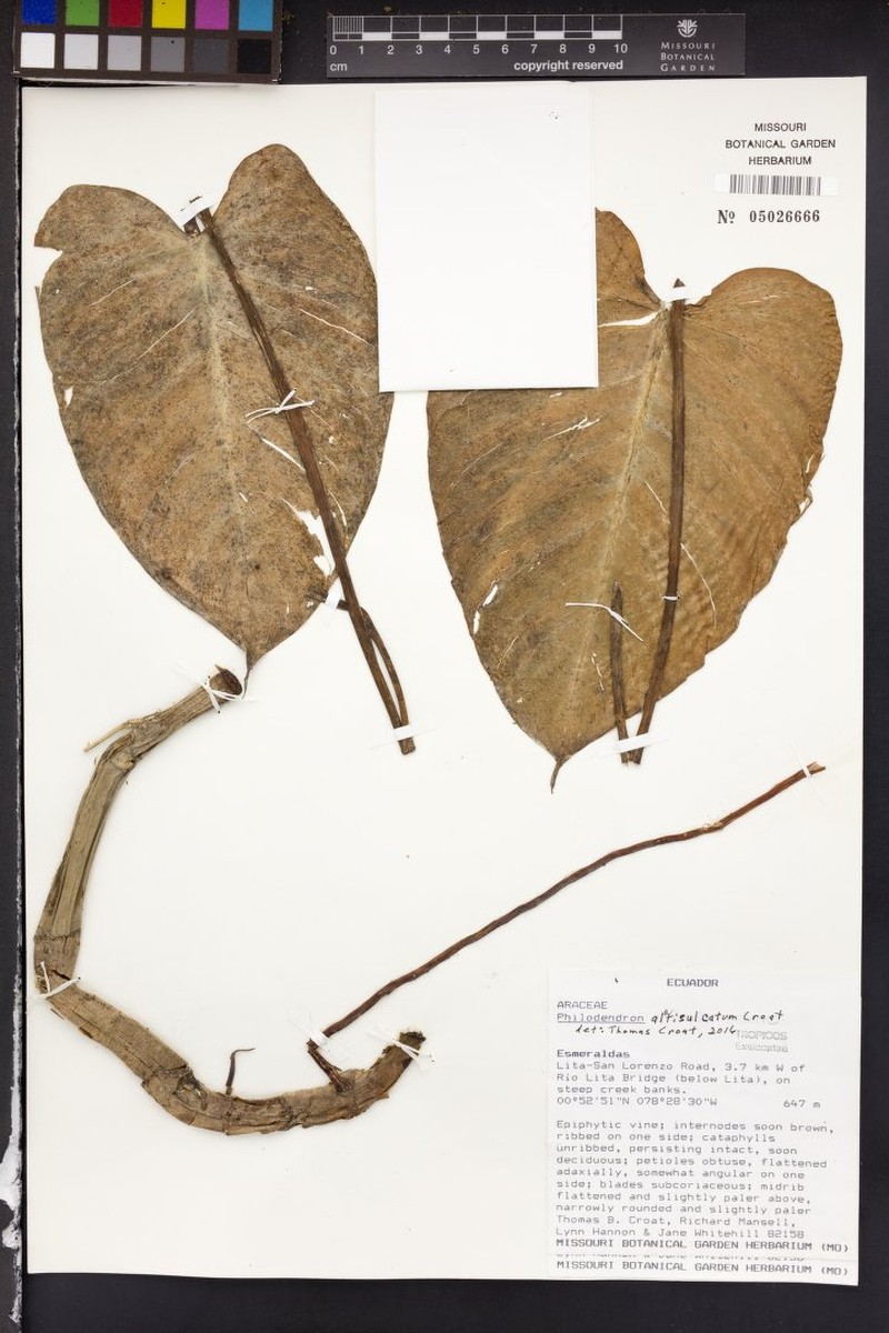 Philodendron alatisulcatum photo 4