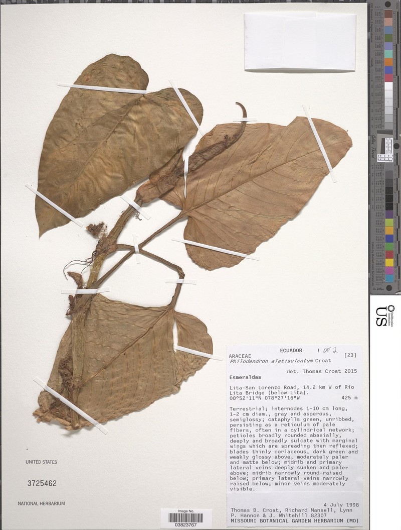 Philodendron alatisulcatum photo 5