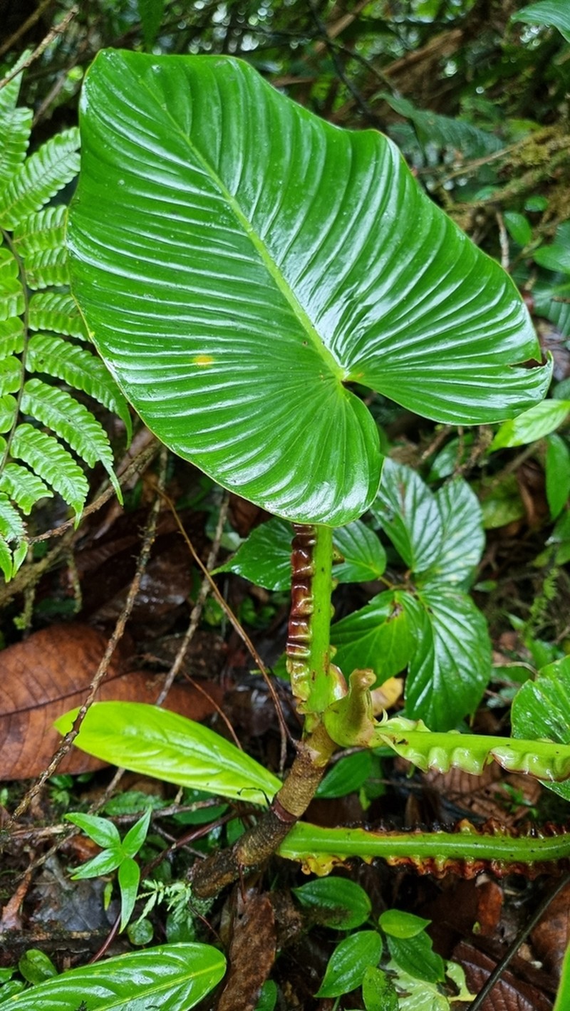 Philodendron alatiundulatum