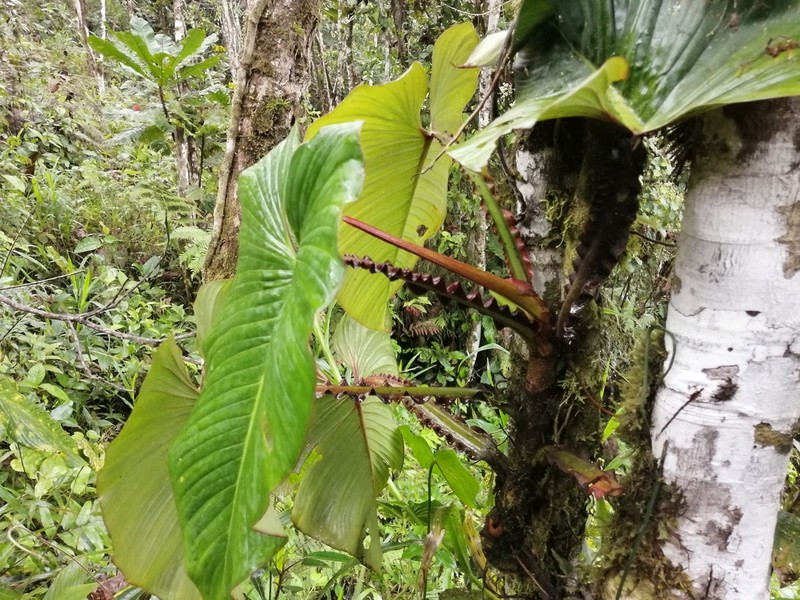 Philodendron alatiundulatum photo 2