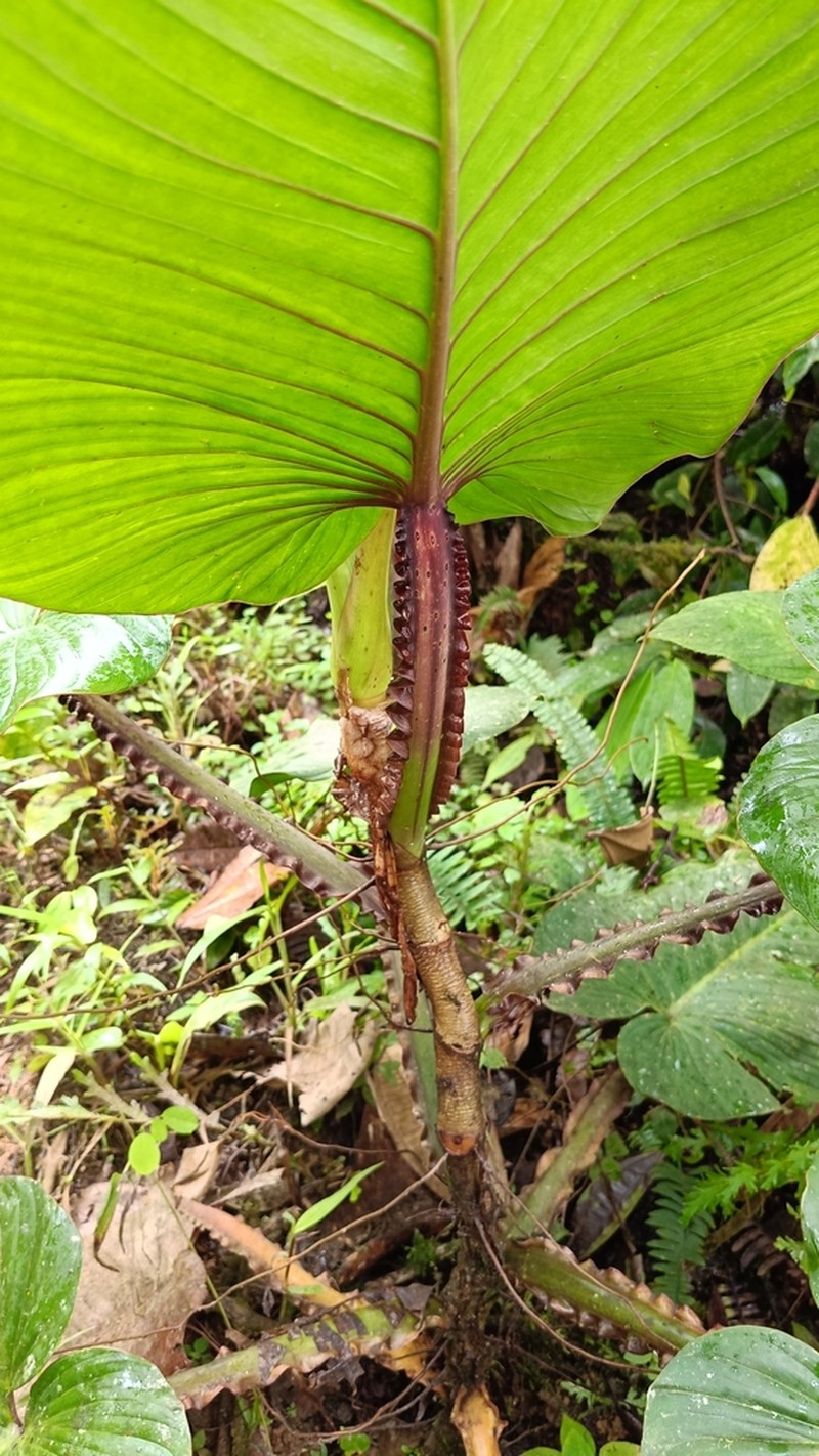 Philodendron alatiundulatum photo 3