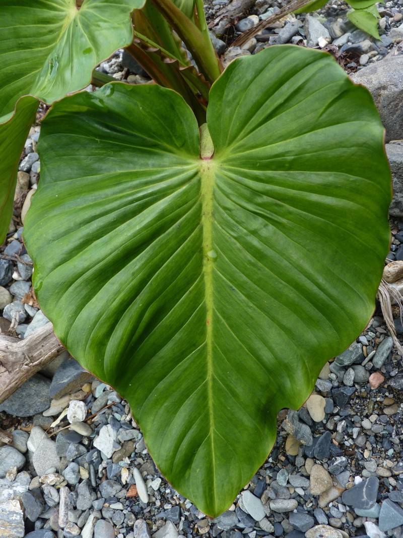 Philodendron alatiundulatum photo 4