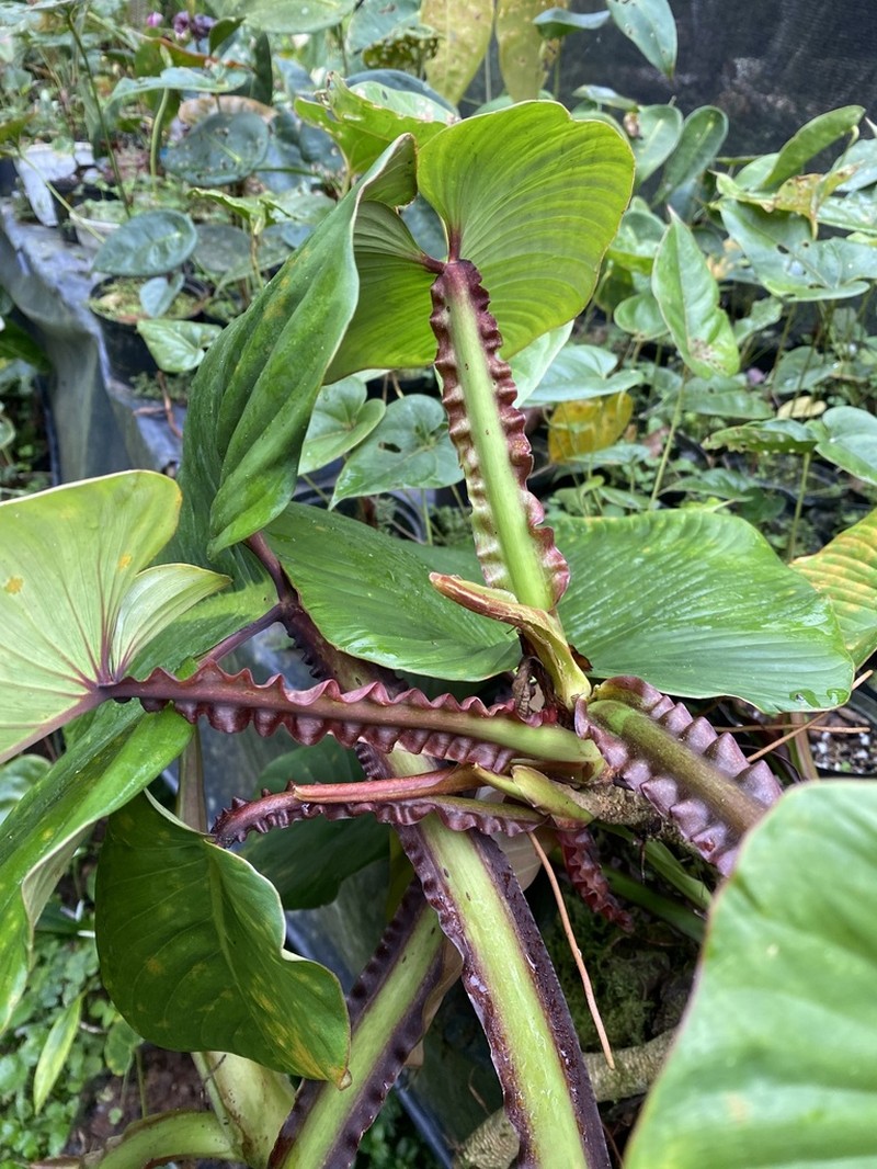 Philodendron alatiundulatum photo 6