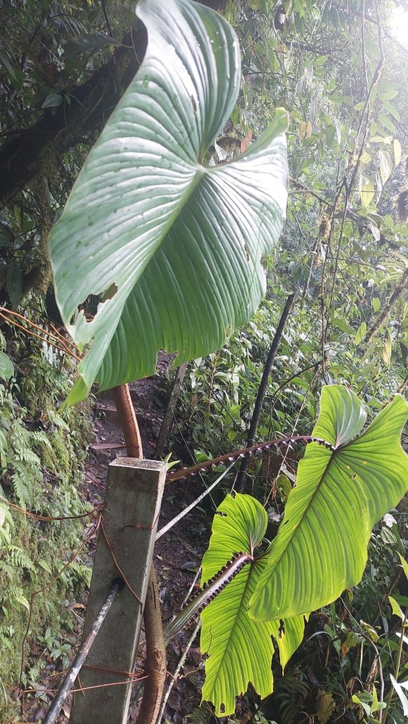 Philodendron alatiundulatum photo 7