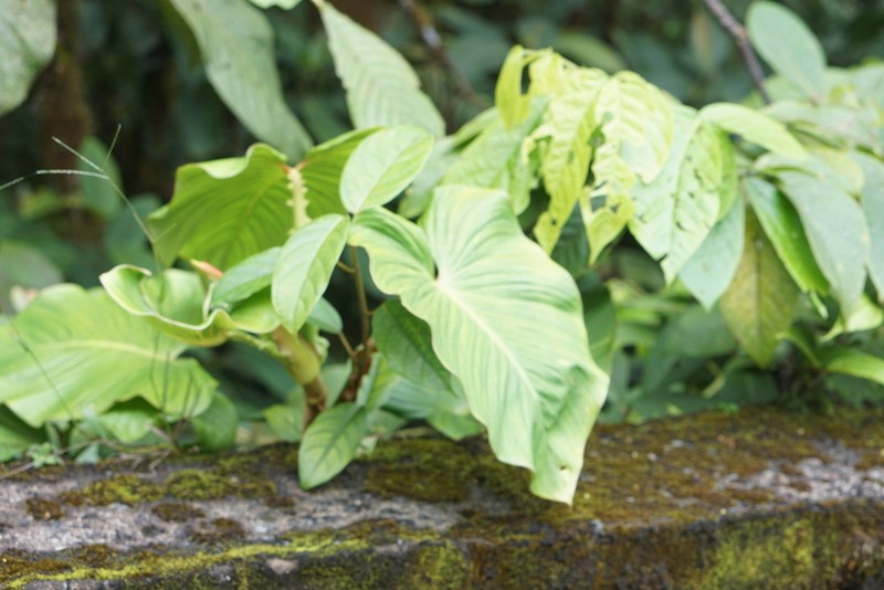 Philodendron alatiundulatum photo 8