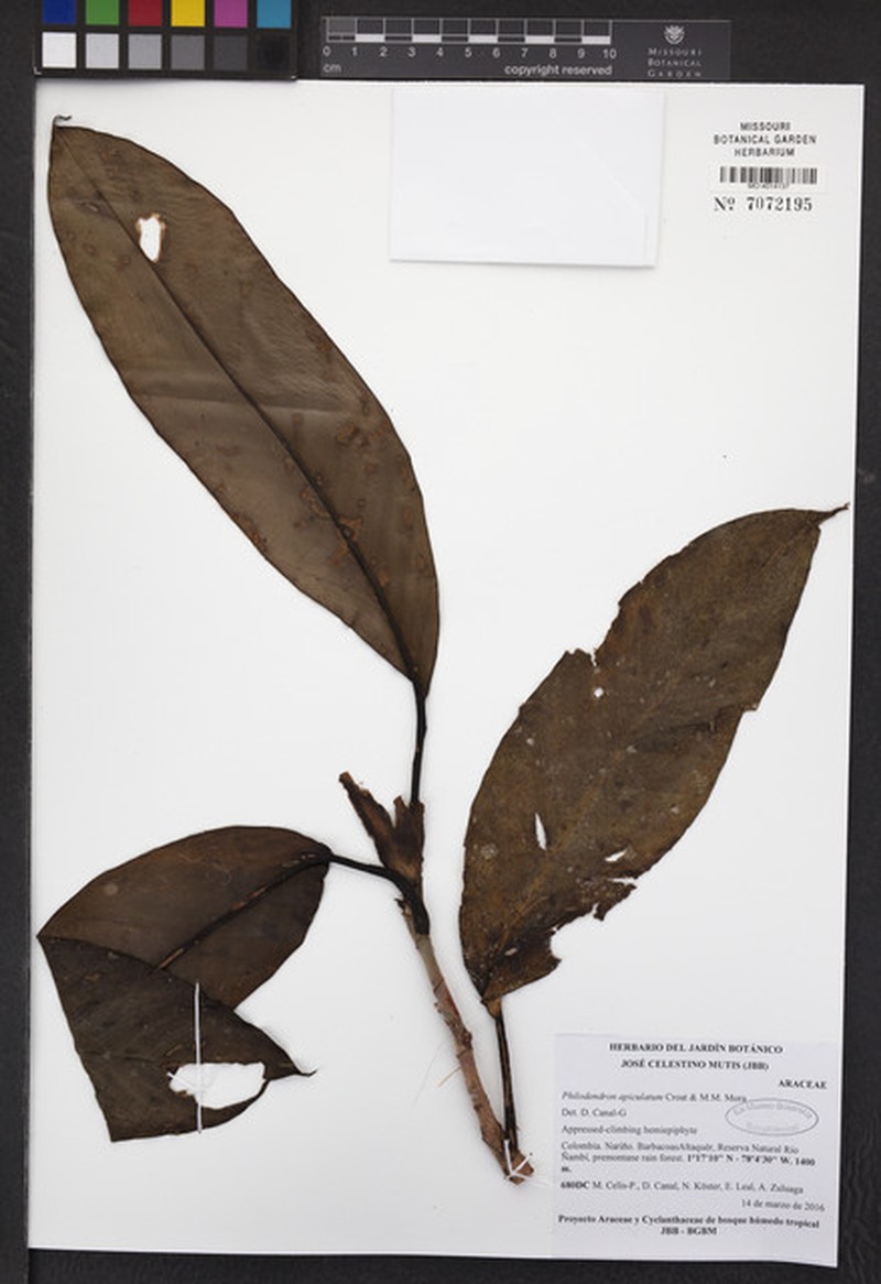 Philodendron apiculatum