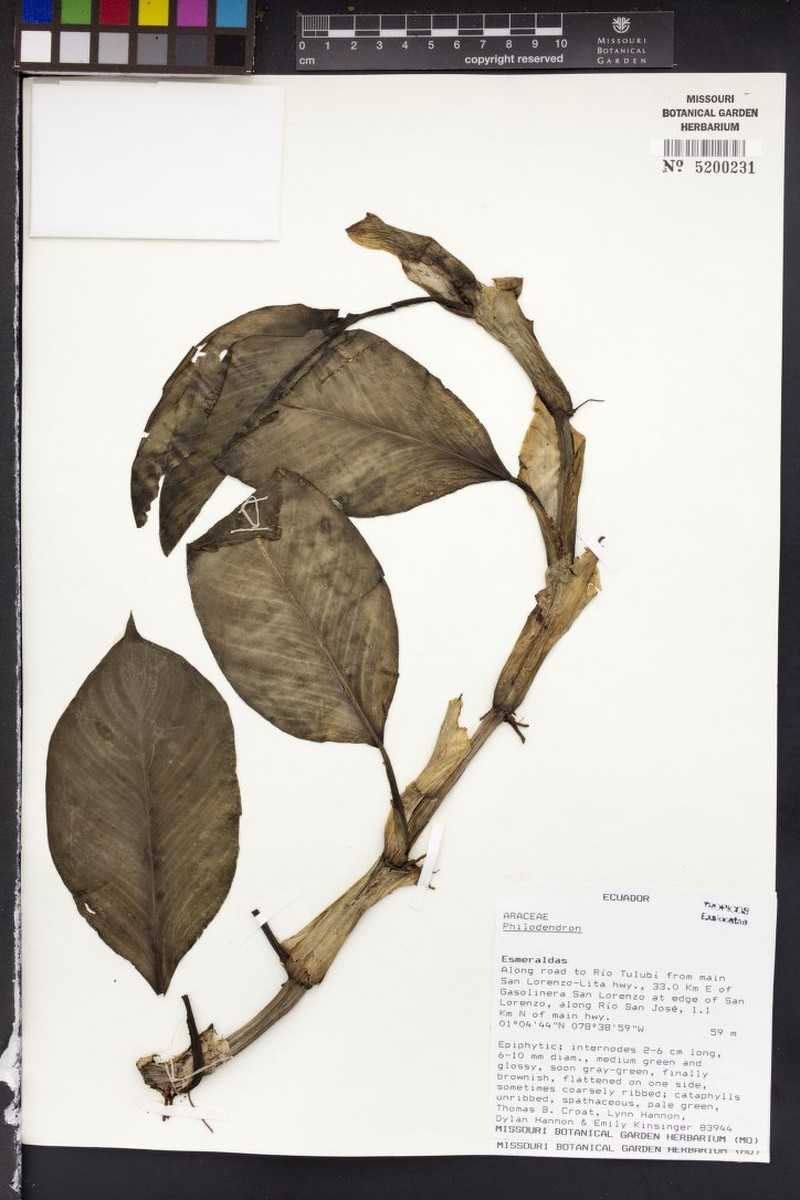 Philodendron apiculatum photo 2