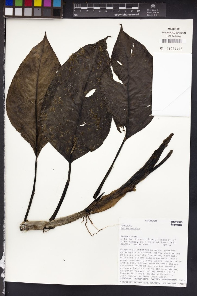 Philodendron apiculatum photo 3