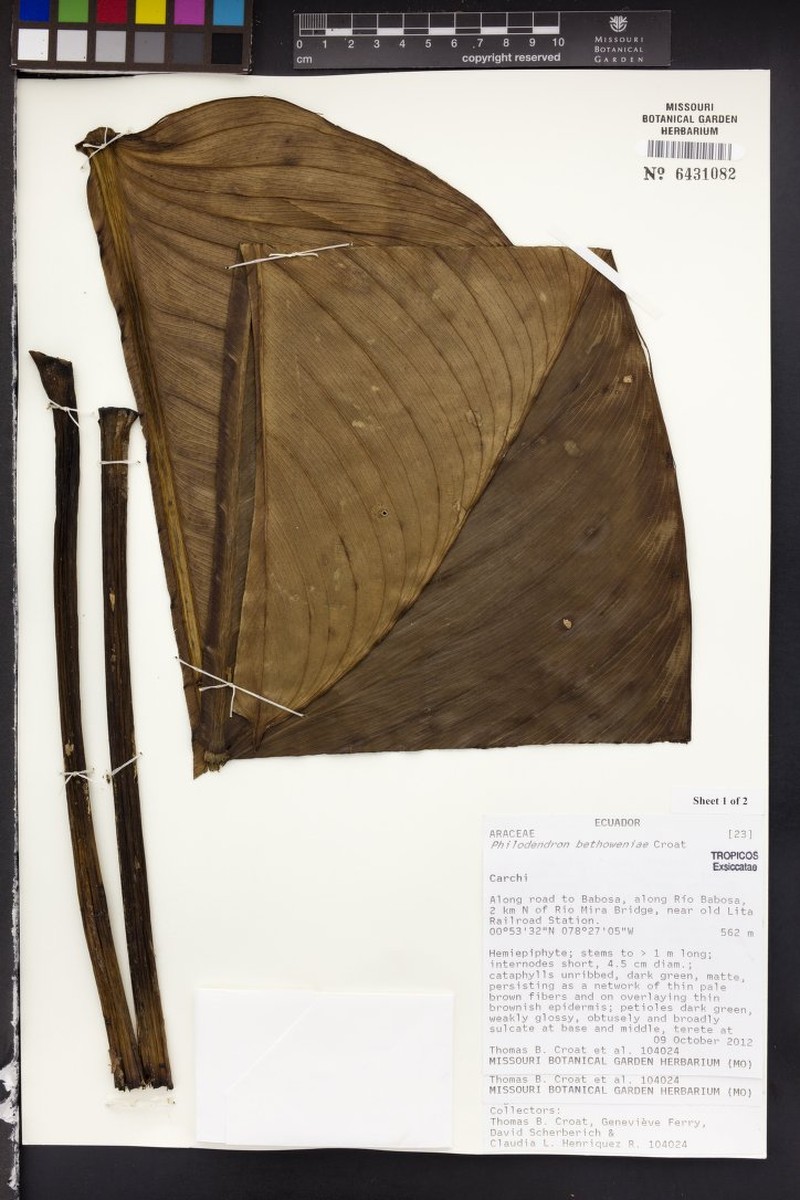 Philodendron bethoweniae