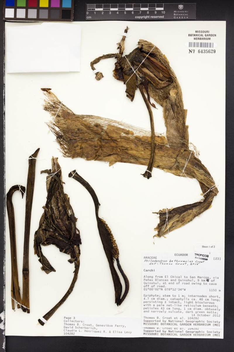 Philodendron bethoweniae photo 2