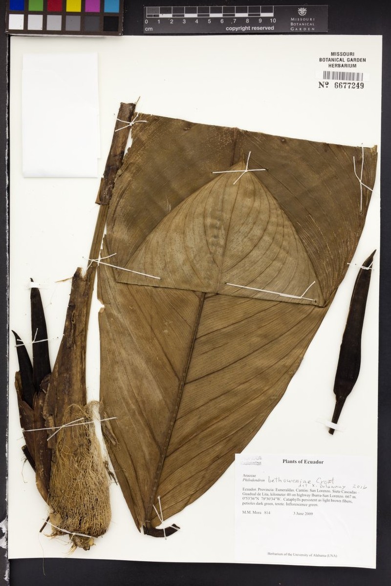 Philodendron bethoweniae photo 3