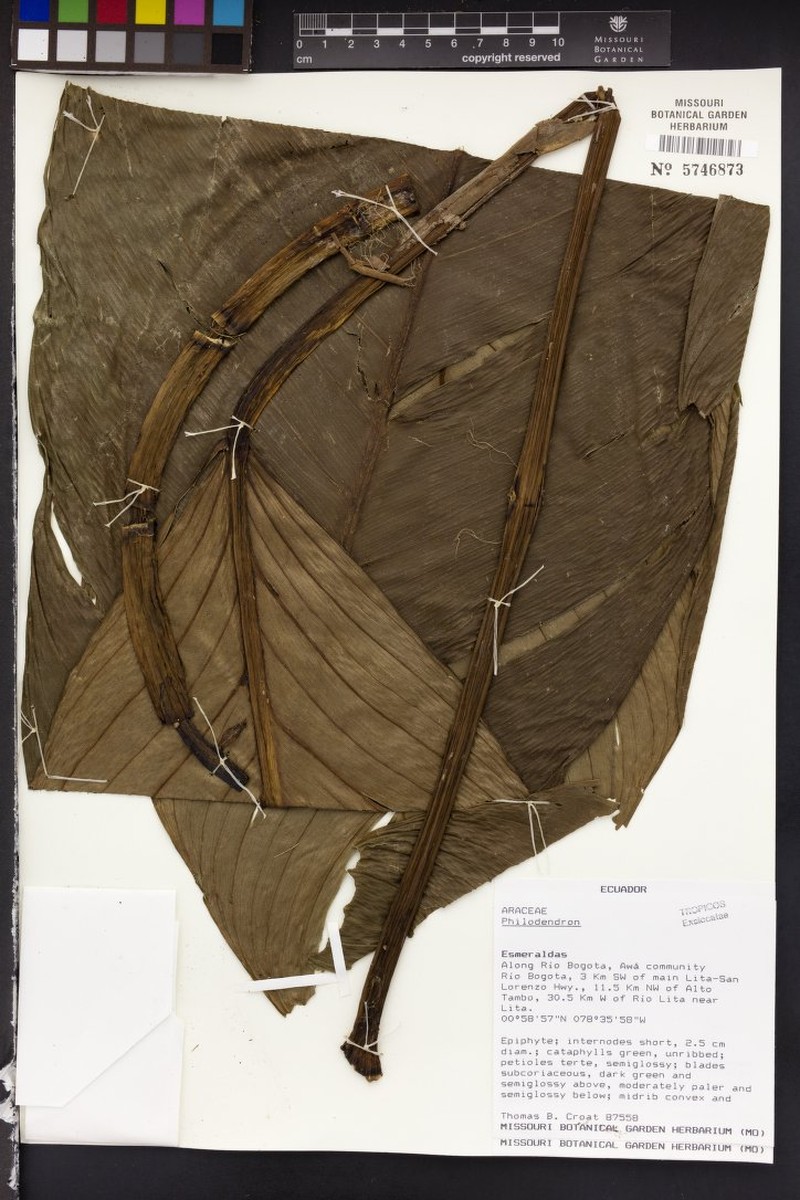 Philodendron bethoweniae photo 4