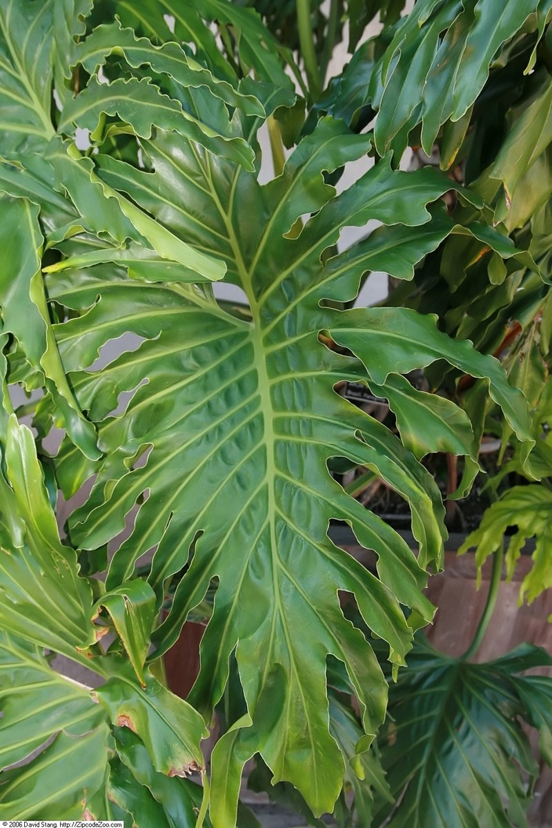 Philodendron