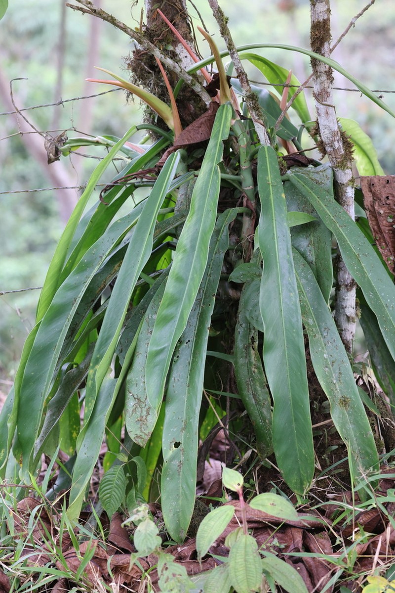 Philodendron bonifaziae