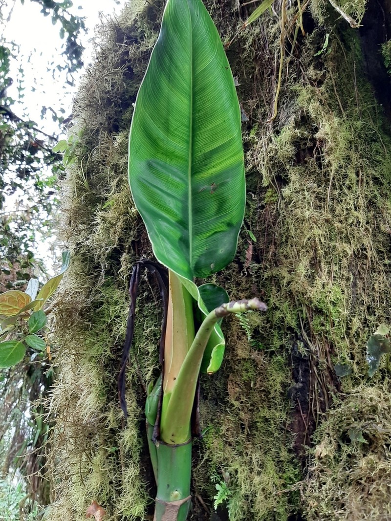 Philodendron bonifaziae photo 2