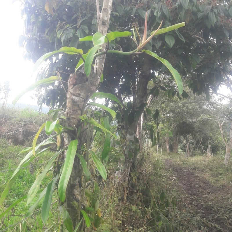 Philodendron bonifaziae photo 3