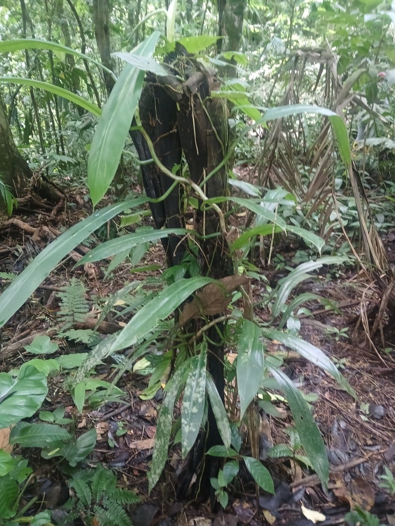 Philodendron bonifaziae photo 5