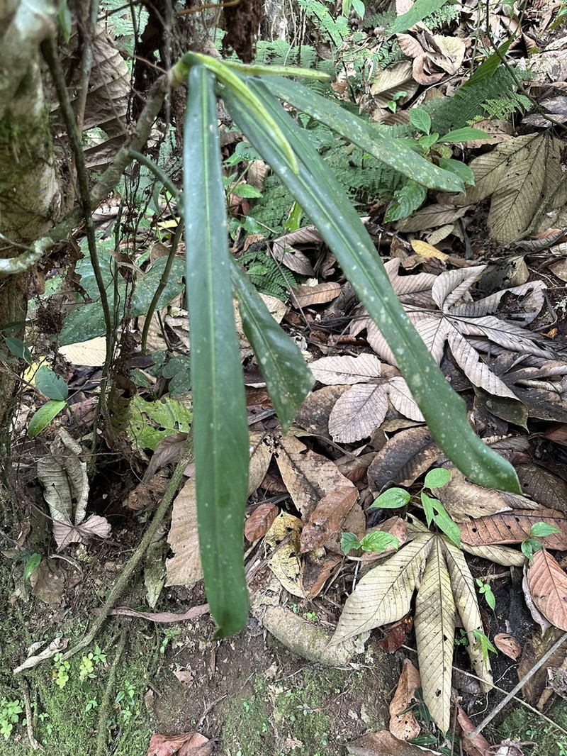Philodendron bonifaziae photo 6