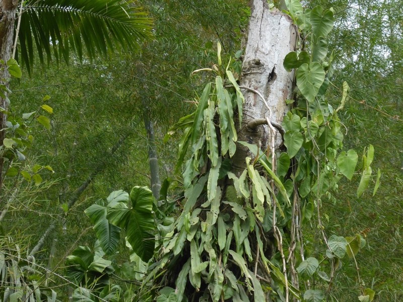 Philodendron bonifaziae photo 7