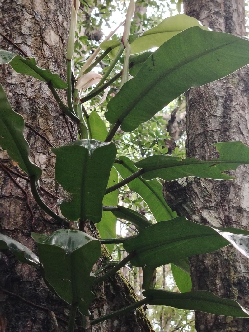 Philodendron bonifaziae photo 8