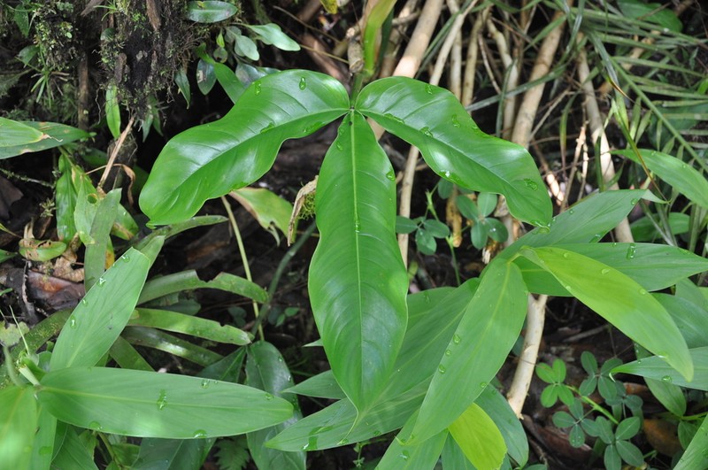 Philodendron cerrojefense