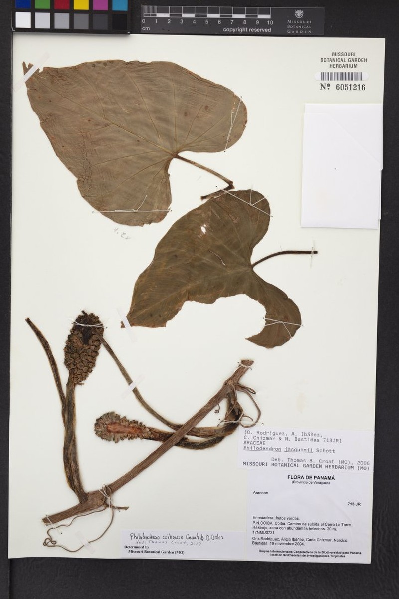 Philodendron coibense