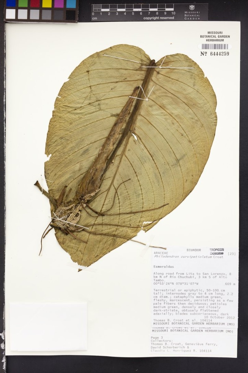 Philodendron curvipetiolatum