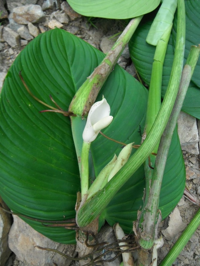 Philodendron curvipetiolatum photo 2