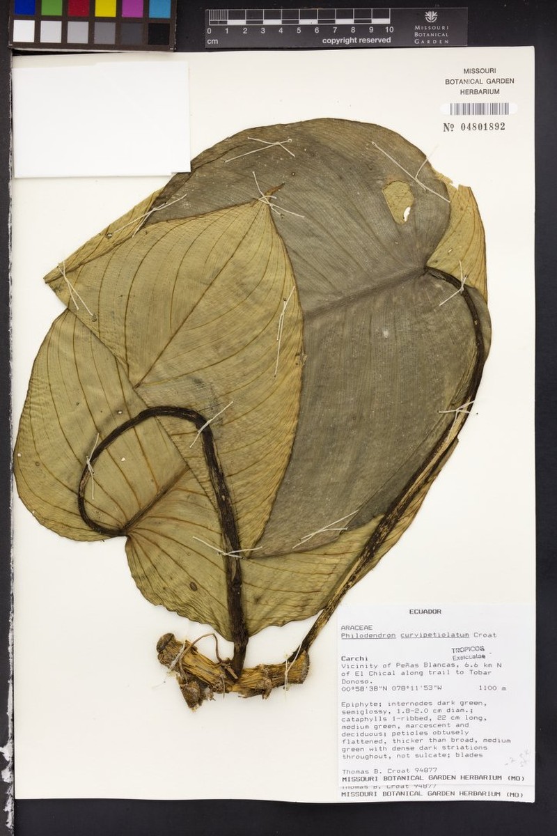 Philodendron curvipetiolatum photo 3