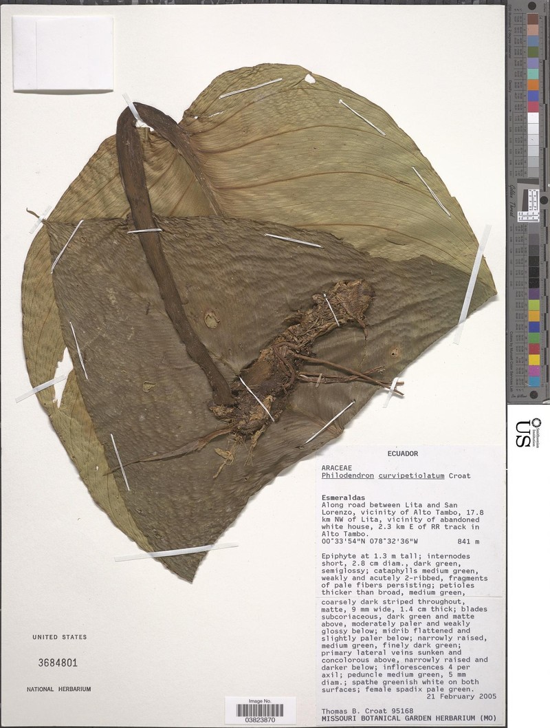 Philodendron curvipetiolatum photo 4