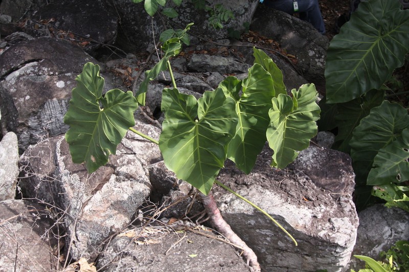 Philodendron darienense