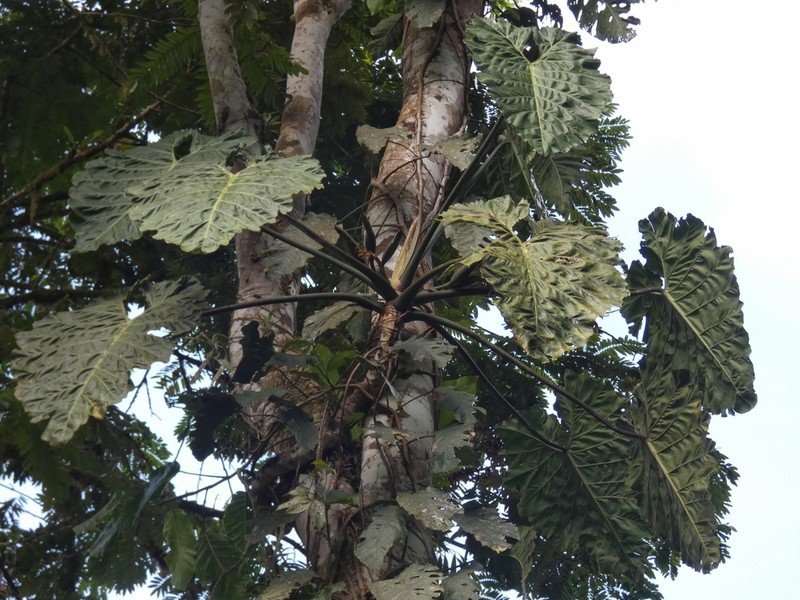 Philodendron darienense photo 2