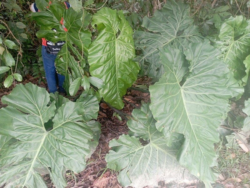 Philodendron darienense photo 3