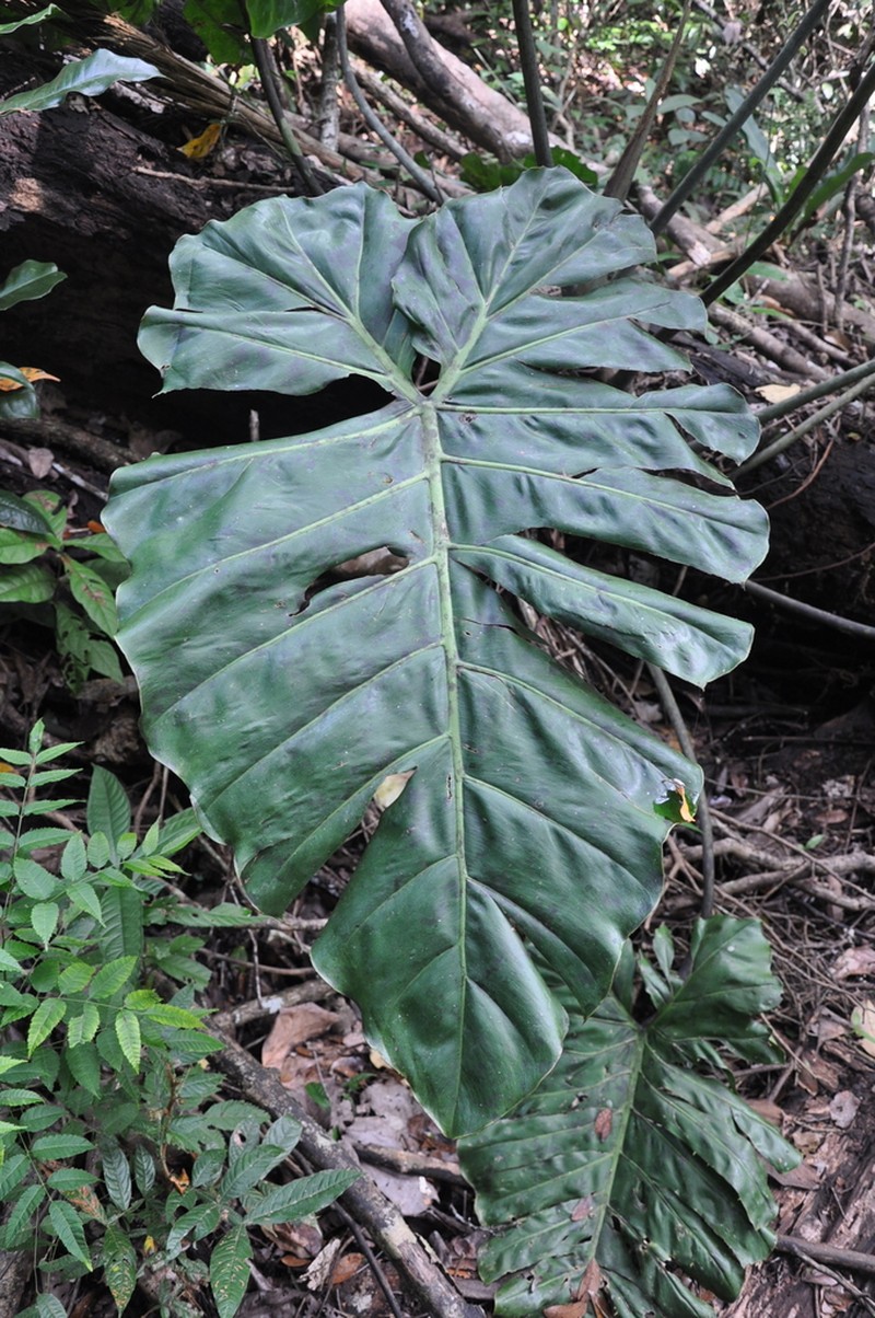 Philodendron darienense photo 4