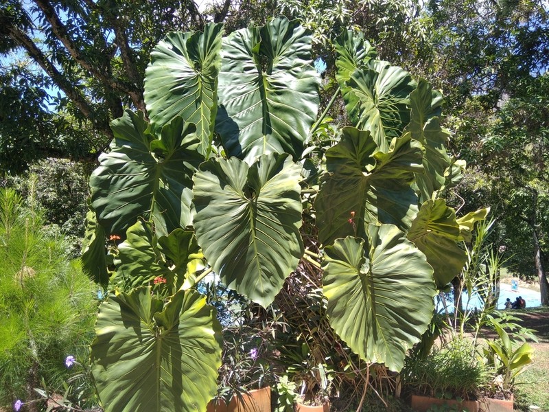 Philodendron darienense photo 5
