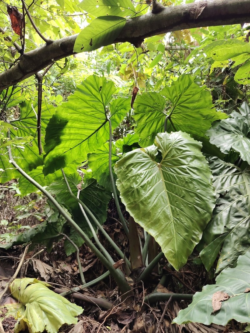 Philodendron darienense photo 6