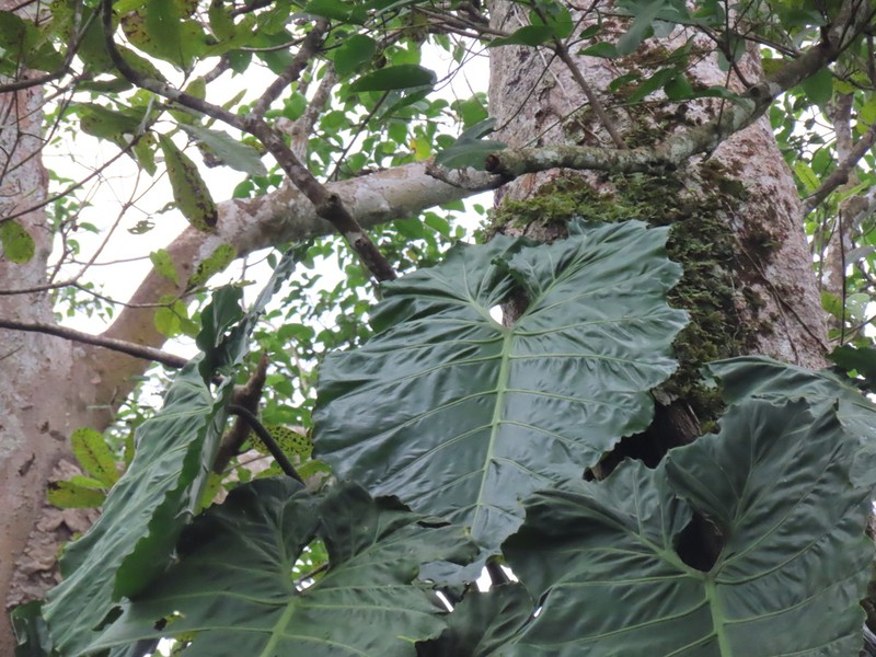 Philodendron darienense photo 8