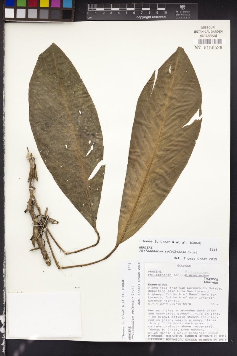 Philodendron delannayi