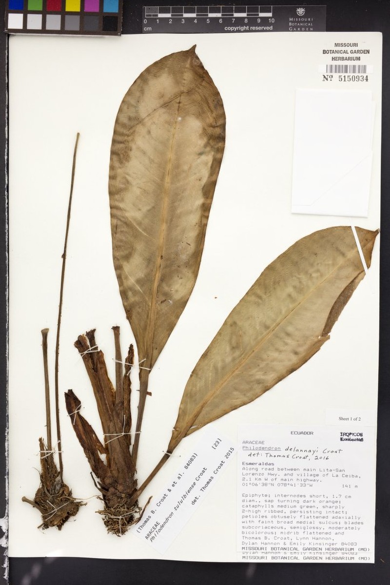 Philodendron delannayi photo 2