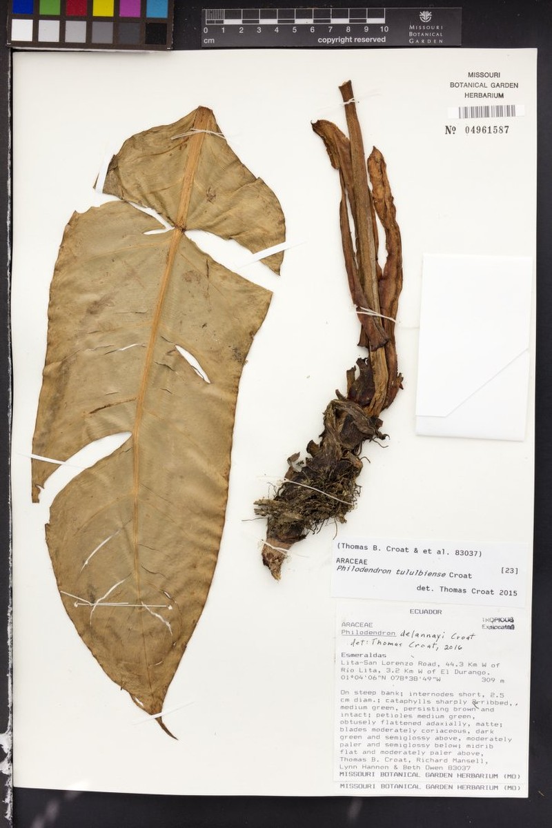 Philodendron delannayi photo 3