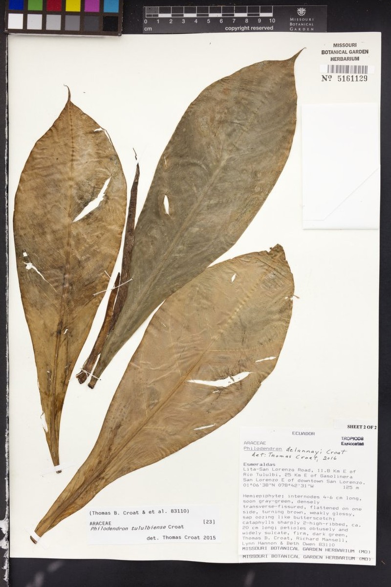 Philodendron delannayi photo 4
